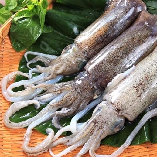 軟絲 - 巴夏國際有限公司